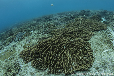 Leather Coral Reefs at Great Basses